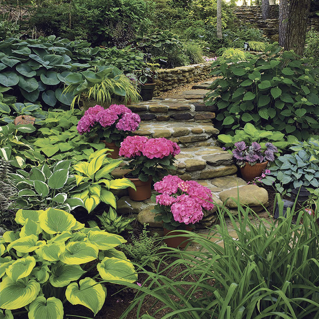 Shade garden pathway with pink hydrangeas and hosta: Pots of bright pink hydrangeas are a great way to highlight an interesting spot in your garden, like these steps.
