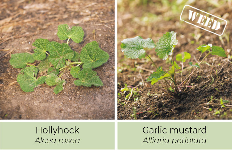 Identifying-weeds--Hollyhock-or-garlic-mustard: A crushed garlic mustard leaf smells like garlic.