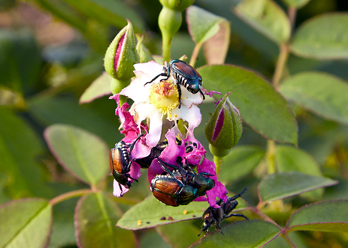 Japanese-beetle-rose-damage: Japanese beetles are known to feast on roses.