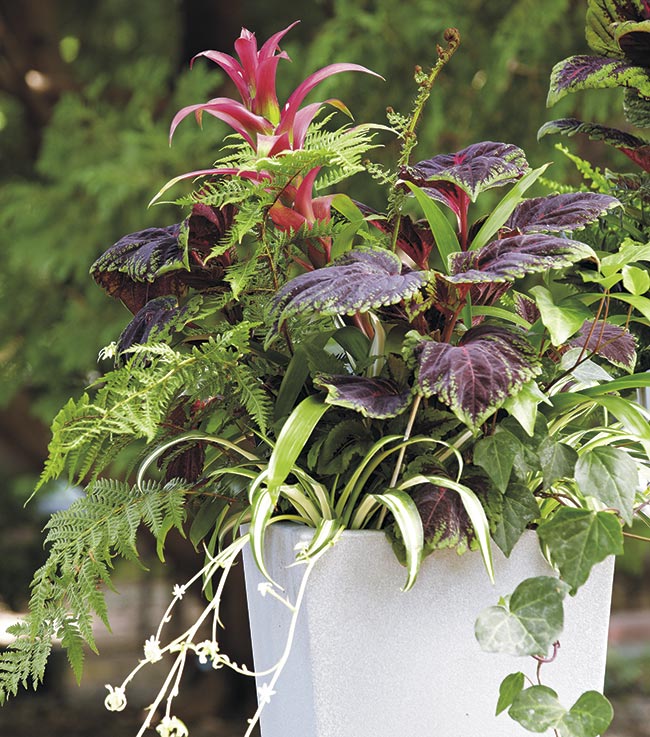 fantastic-foliage-container: A mix of foliage color, variegations and texture provides interest even with few flowers.