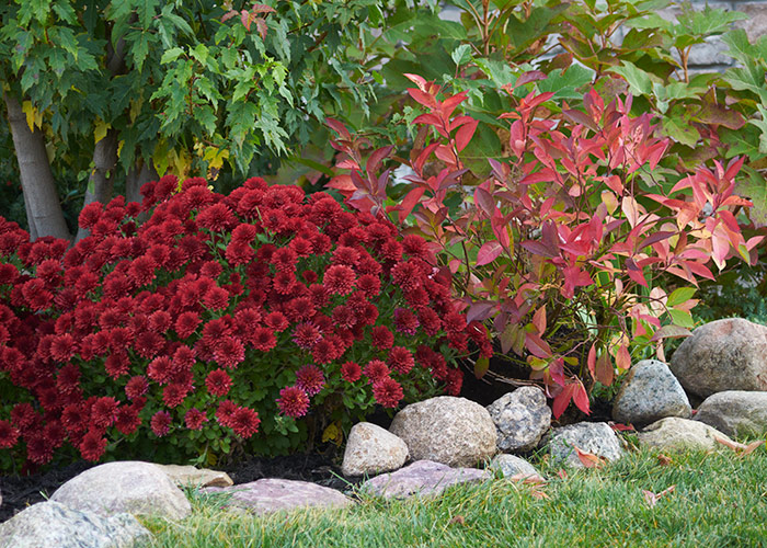 how-to-grow-mums-five-alarm-red: ‘Five Alarm Red’ mums paired with ‘Little Henry’ Virginia sweetspire compliment each other well in the fall garden.