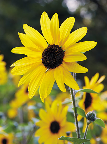 Sunfinity sunflower (Helianthus hybrid)