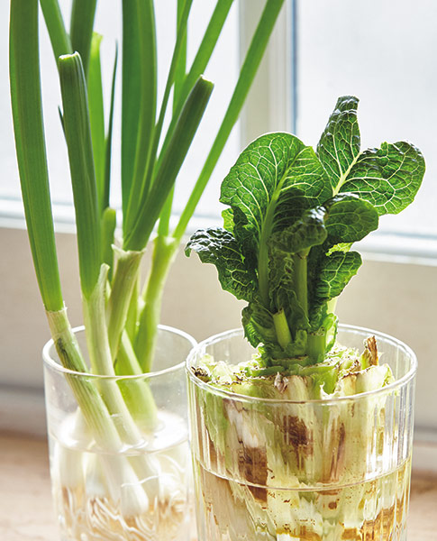 v-tp-regrow-veggies-lead: You can save scraps from certain vegetables and regrow more in water like the romaine and green onions you see here.