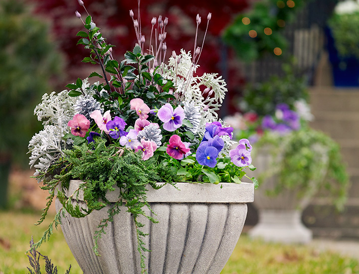 cool-colored-fall-container-garden-ideas-pansies-urn: This formal urn is enhanced with a bit of whimsy — silver-sprayed pine cones and some dried seedheads.