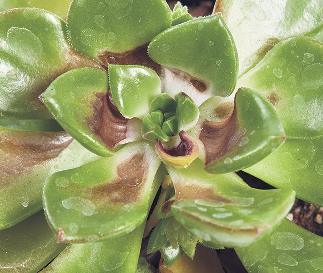 brown or burned leaves on succulent: This ‘Letizia’ sedeveria’s (Sedeveria hybrid) brown foliage is caused by water standing in the rosette of the leaves in a hot greenhouse.