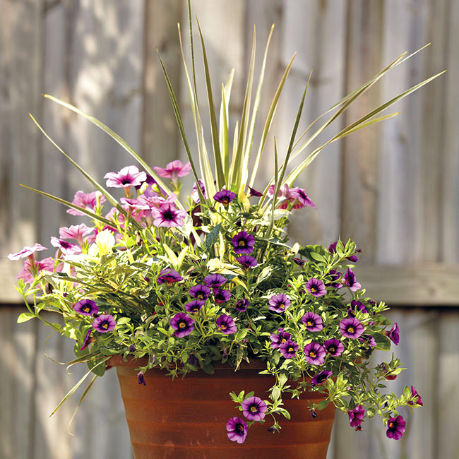Bold purple summer container with Houseplant cordyline: Hardworking petunia and calibrachoa bloom profusely all summer.