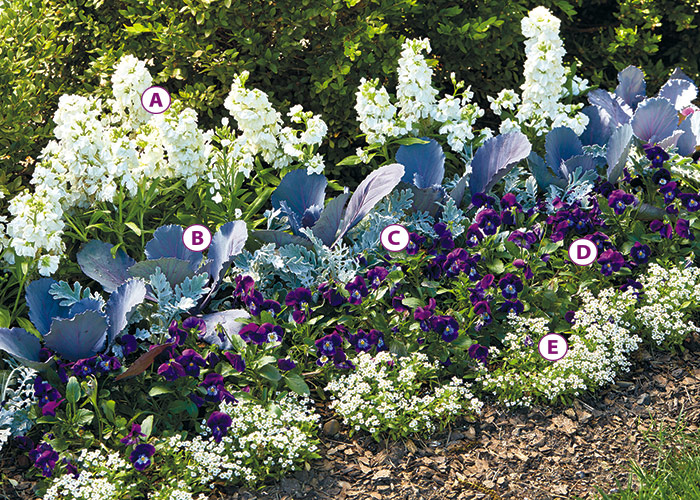 cool-season-plant-combinations-blue-purple-planting-labeled