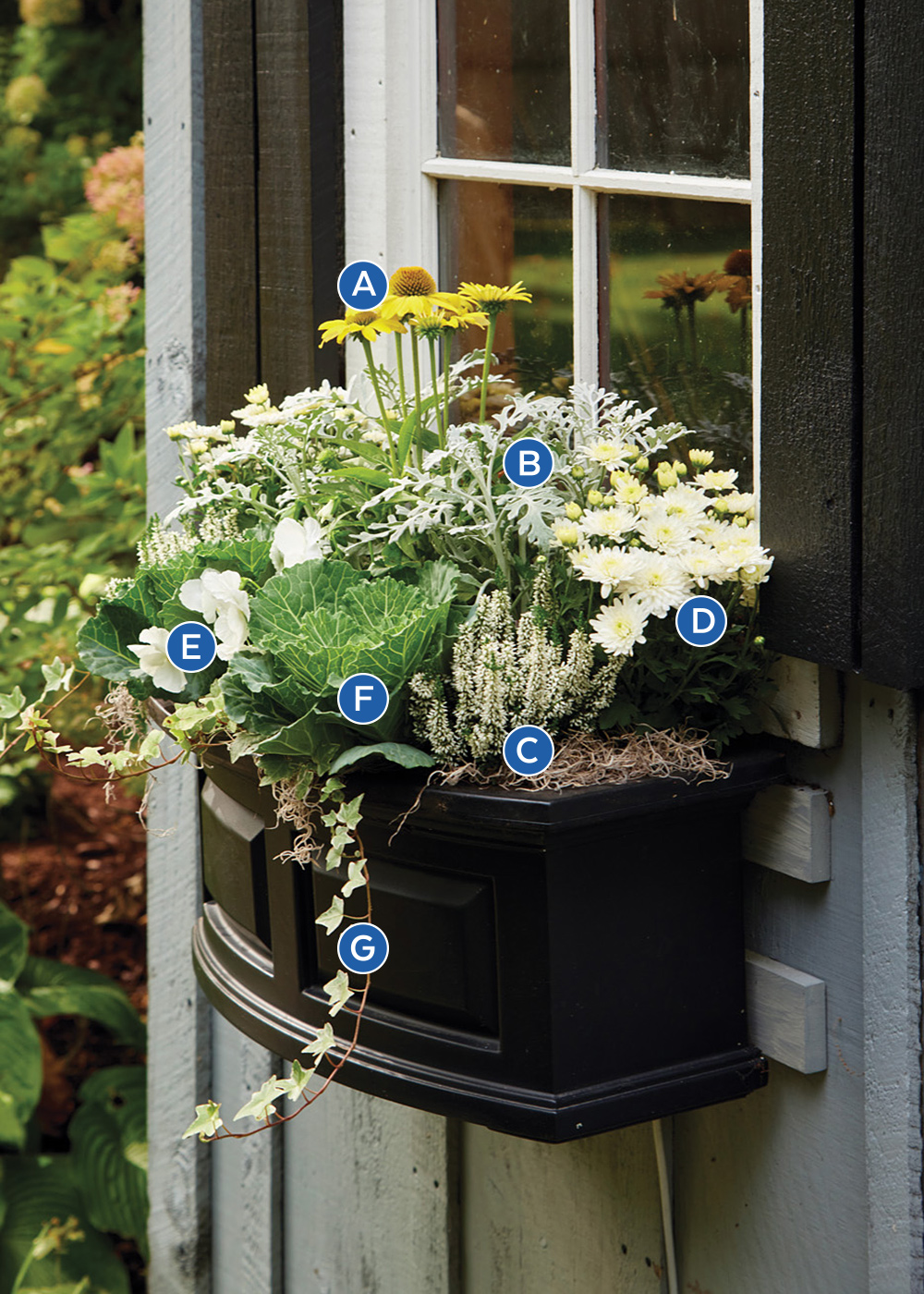 GG188 Susan-Nock-black-windowbox-silver-plants: Switch up the usual fall color palette and try mixing in silver foliage and white flowers to brighten containers and windowboxes.