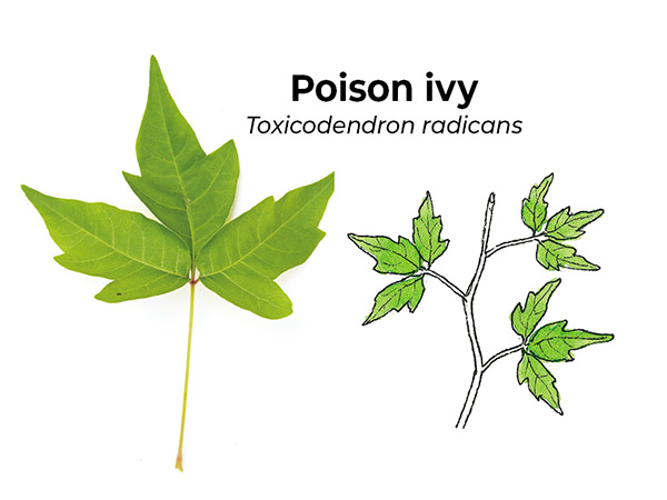Poison-Ivy-lookalikes-Poison-ivy-leaf: Poison ivy’s leaves alternate along the stem.