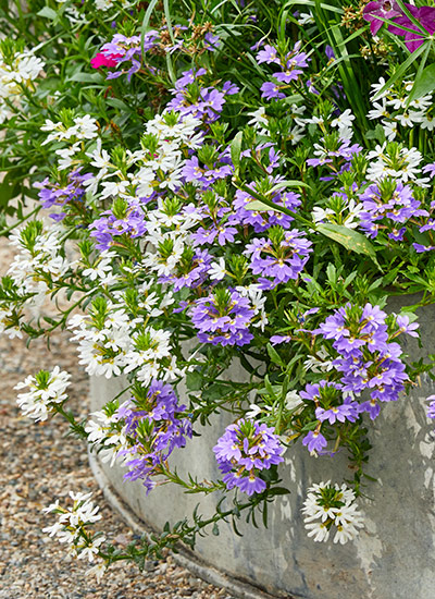 Best-container-plants-Fanflower-Whirlwind-blue-and-white: Whirlwind fanflowers will trail over the edges of containers making a great "spiller" for your recipes.