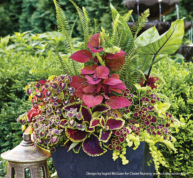 fern-containers-for-shade-coleus-and-ferns