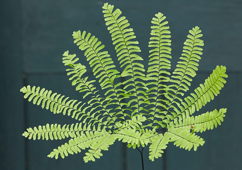 different-types-of-ferns-maidenhair-fern-lead:The graceful, fanlike pattern of maidenhair fern is unique among all of the native ferns.