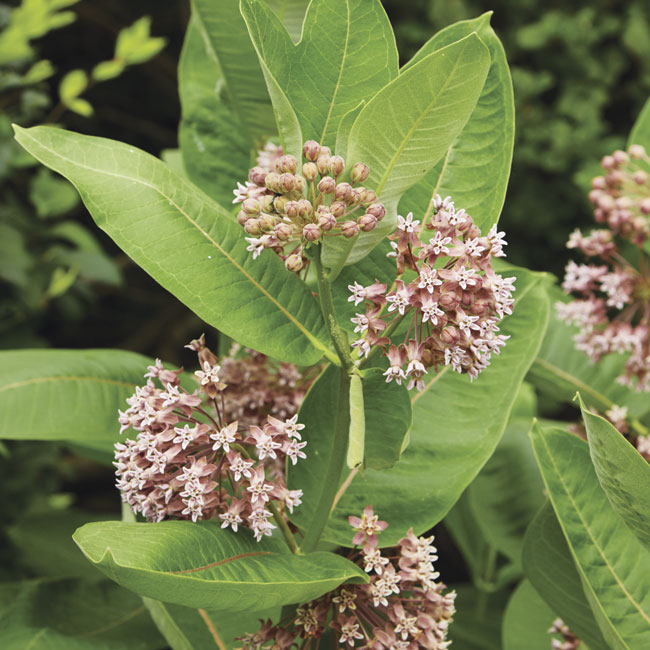 Common milkweed: Common milkweed's taproot makes it hard to transplant, so it is best to direct-sow seed where you want to grow it. 