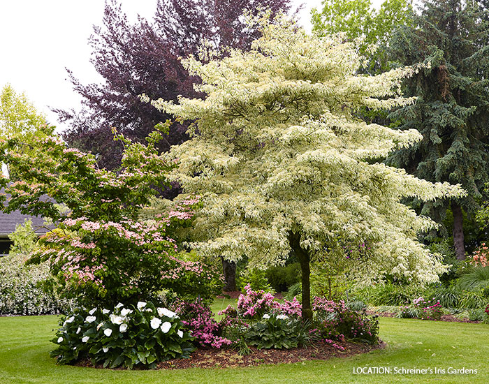 statement-plants-for-your-garden-wedding-cake-tree-lead: The ‘Variegata’ giant dogwood is nothing short of a show-stopper with its beautiful variegated foliage.