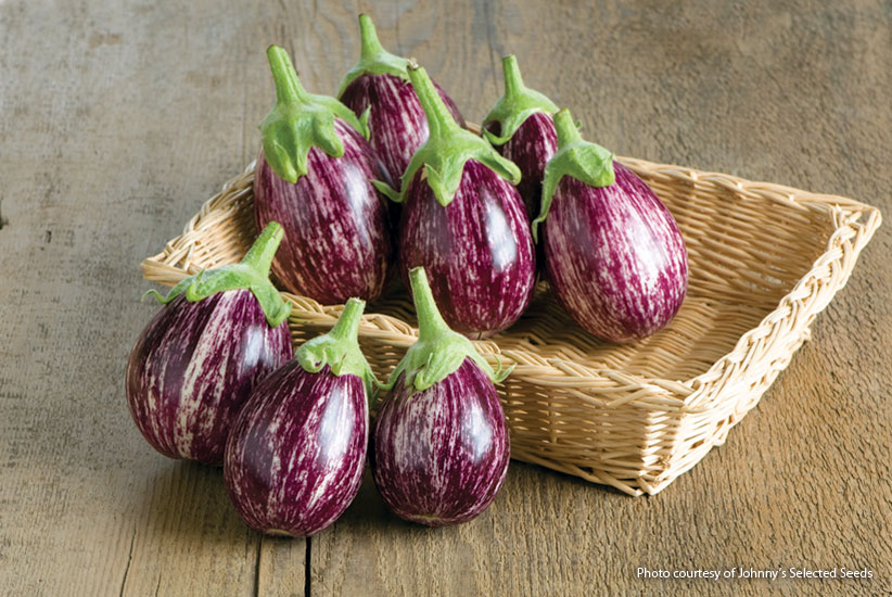 Eggplant (Solanum melongena ‘Calliope’)    
