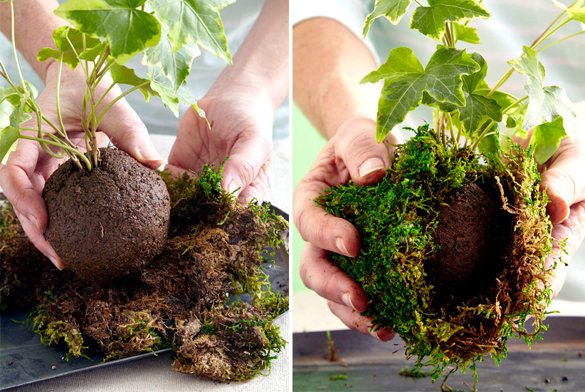 how-to-make-kokedama-add-moss-around-ball: Set the ball in the center of the sphagnum sheet moss and gather the moss around the soil and up to the base of the plant.
