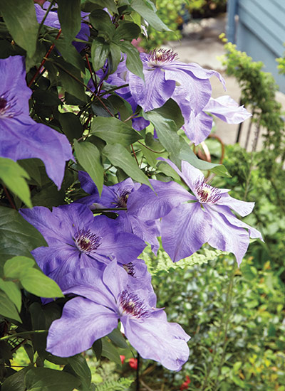 Clematis (Clematis spp. and hybrids)