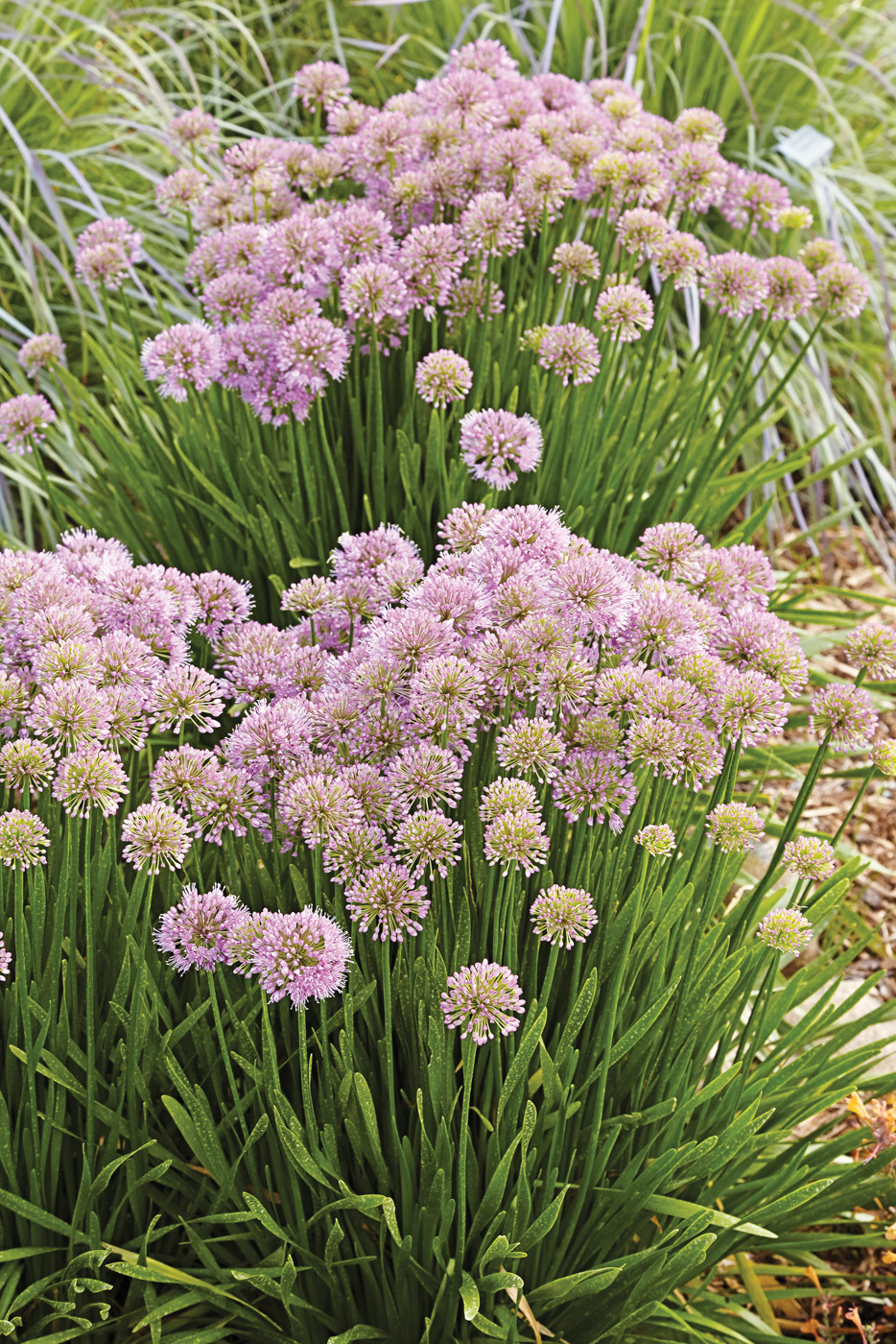GG159 DCf07: Loaded with lavender-pink blooms in summer, ‘Millenium’ allium delivers long-lasting color that draws in pollinators and is also deer-resistant.