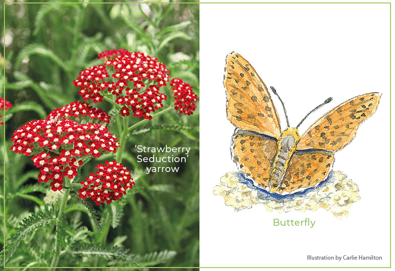 Flower-shapes-Umbels-butterfly: Flat umbels of yarrow attract pollinators including butterflies, and make a great landing pad.