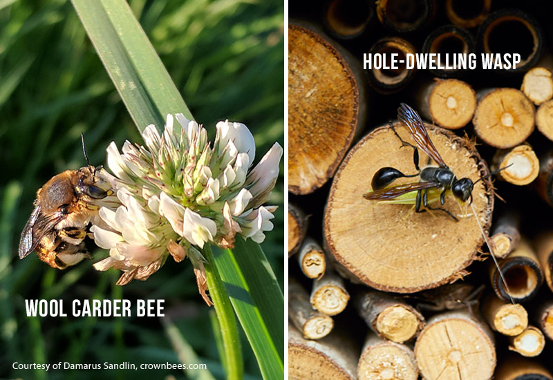 Wool carder bee and hole-nesting wasp: Wool carder bees will visit lots of different plants, such as these chives.  Hole-dwelling wasps do plenty of good in the garden by eating other insects, such as this leafhopper.
