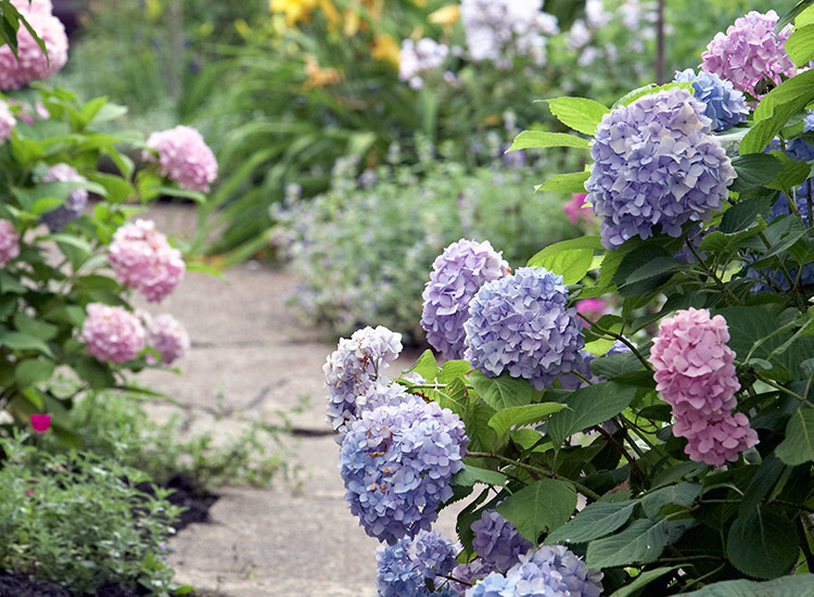 Blue and pink bigleaf hydrangea flowers along a pathway: Bigleaf hydrangea blooms come in shades of blue and pink depending on the acidity of the soil they are grown in. 
