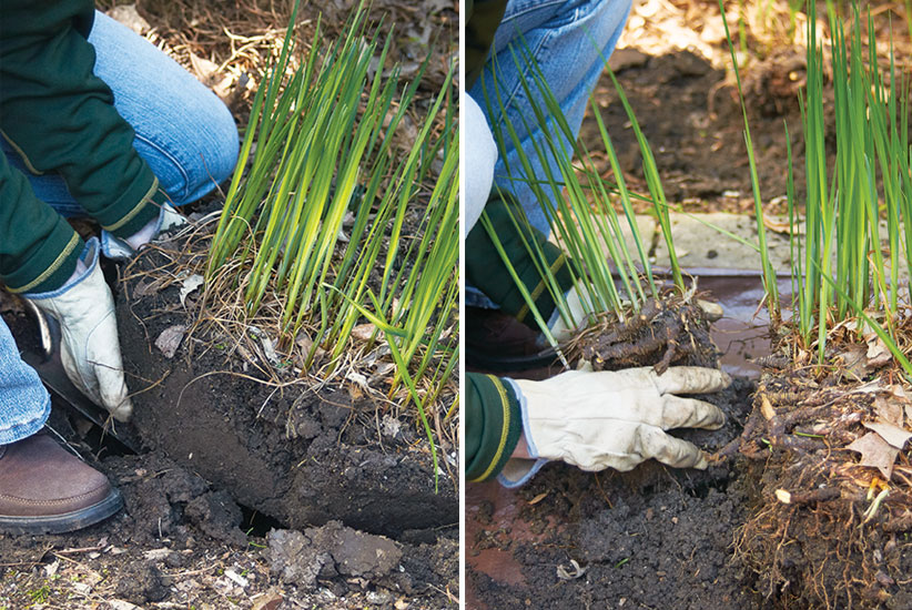 Dividing Siberian Iris:Lift your Siberian iris out of the ground and cut off pieces to replant or share with friends.