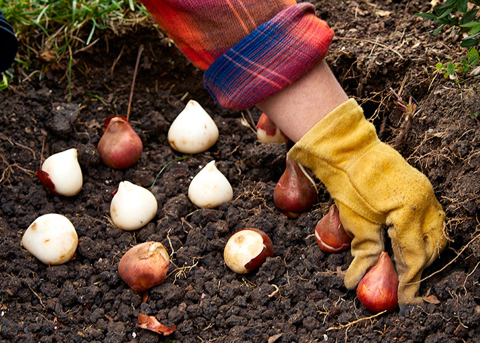 Hand placing flower bulbs in a trench
