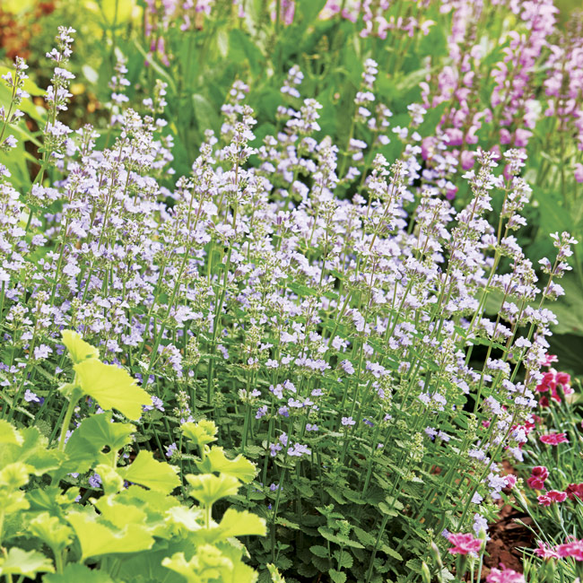 Cats Pajamas catmint: Cat's Pajamas catmint is covered in fragrant blooms from late spring to summer.