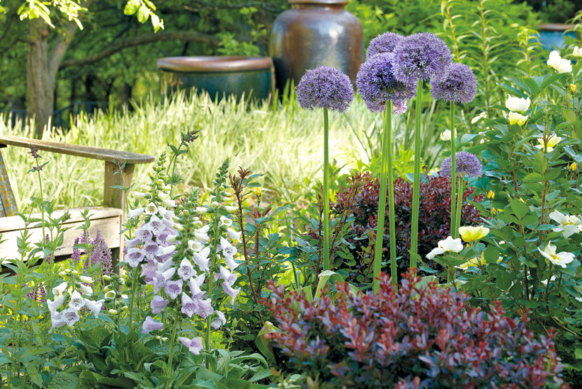 find-the-right-bulb-for-the-right-spot-in-your-garden-crowded-borders: Allium bulbs do well in a mixed plant border.