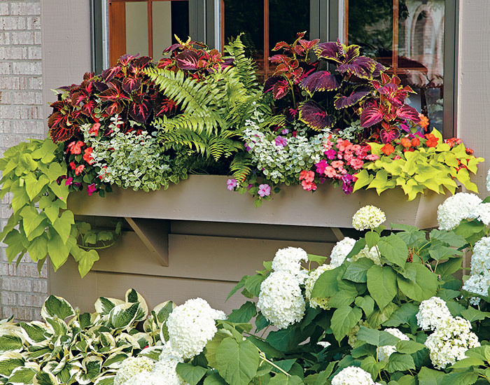 colorful-foliage-windowboxes-coleus-impatiens-lead: This colorful foliage combination adds color to a shady spot.
