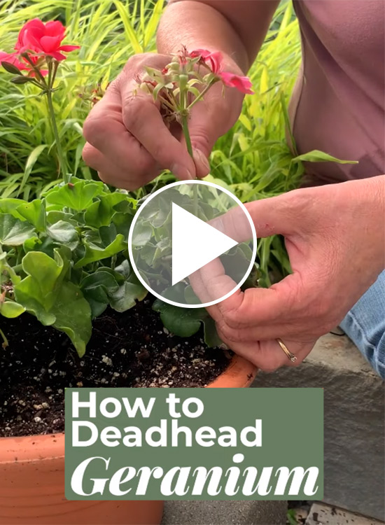 How to Deadhead Geraniums Video