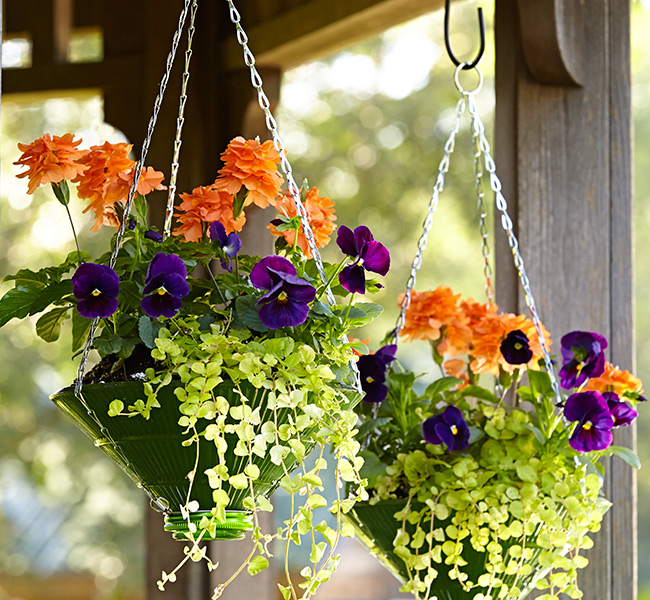 upcycled-hanging-baskets-lead-tall: Glass gets hot in the sun so provide some afternoon shade for your planter so the potting mix doesn't dry out as quickly.
