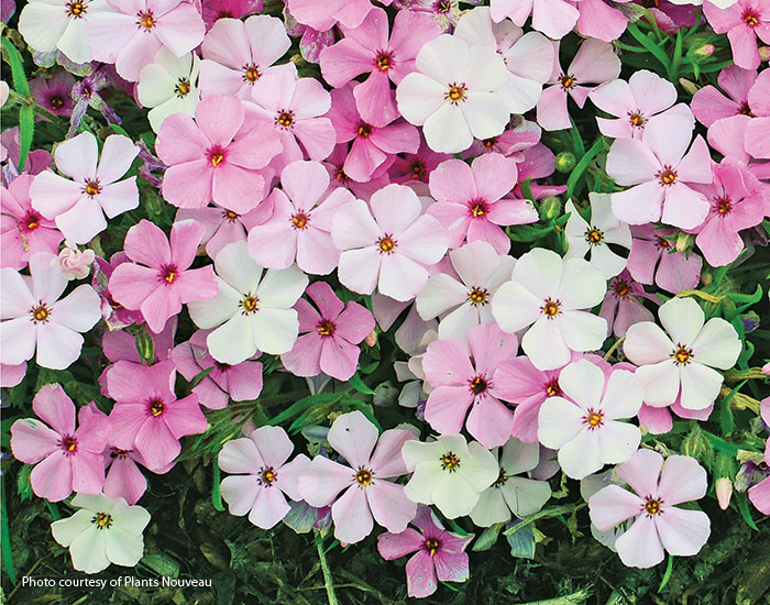 Strawberries and cream moss phlox Plants nouveau: Vigorous and covered in blooms, you can count on 'Strawberries and Cream' to keep your spring borders colorful.