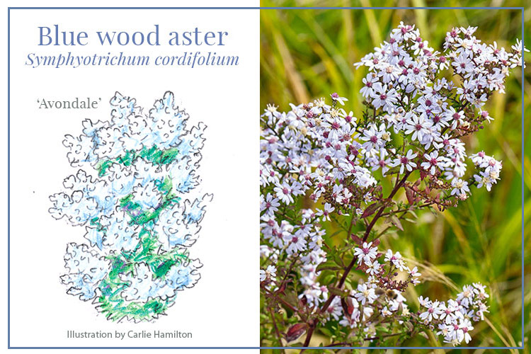 Avondale blue aster blooms and watercolor illustration of plant habit