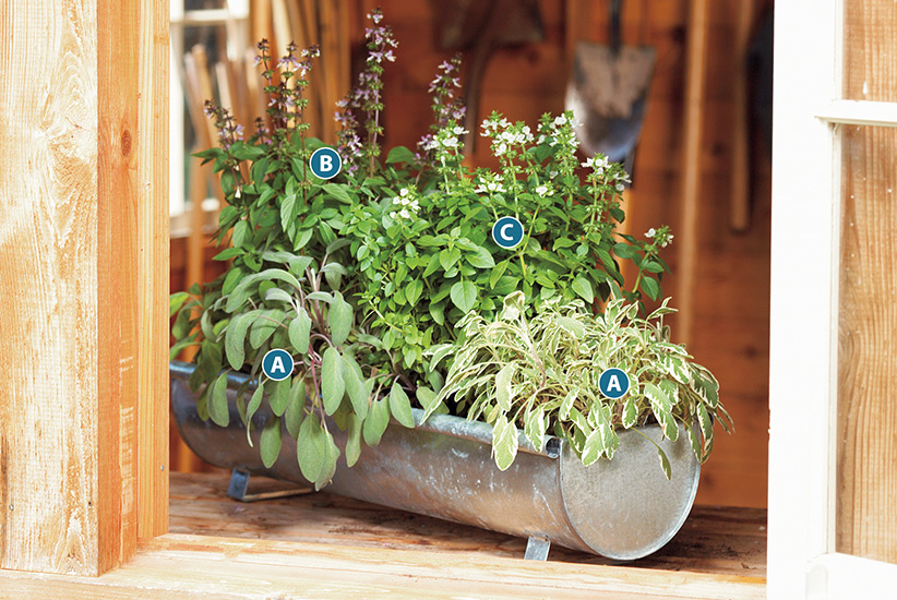 container-herb-garden-ideas-lettered-plan-sage-spearmint-basil: This herb container is full of savory herbs and the variegated foliage of the 'Berggarten Variegated' sage adds visual interest.