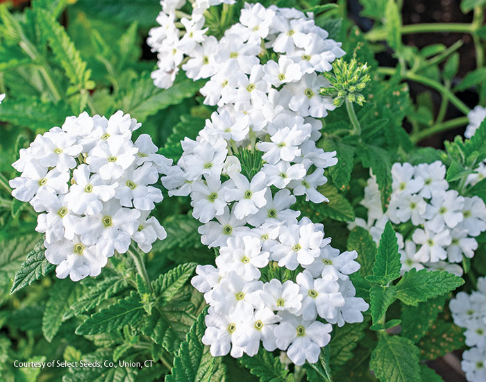 ‘Scentsation White’ verbena by Select Seed, Union, CT: Scentsation White' verbena's white blooms bring a gentle glow to your deck or patio in the evening.