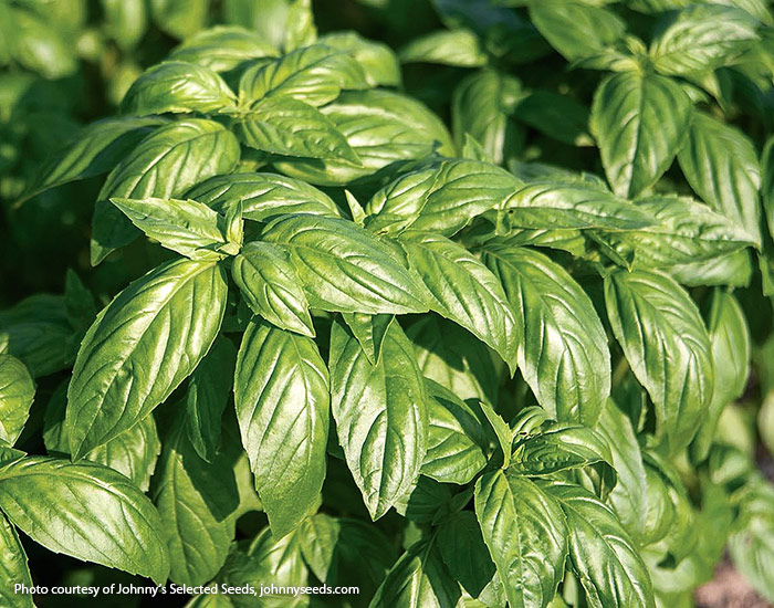 Prospera Basil from Johnny's Selected Seeds: Prospera basil shown here is even resistant to downy mildew!