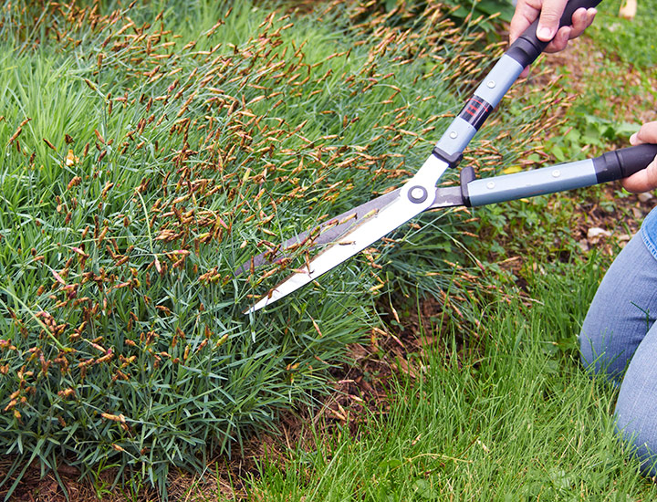 how to deadhead dianthus with garden shears: Garden shears are a good way to deadhead a lot of dianthus flowers at once.