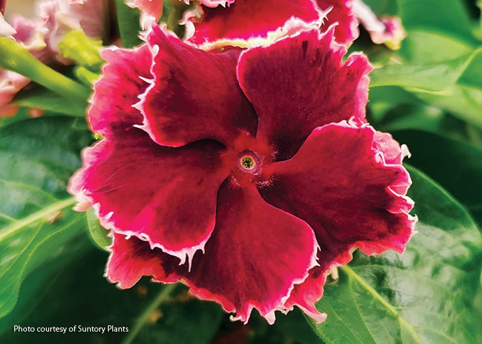 Flamenco Salsa Red vinca by Suntory Plants: Bicolor, fringed and ruffled make the pretty blooms of Flamenco Salsa Red an eye-catching addition to containers or border combos.