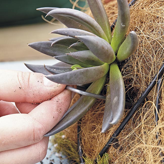 secure-succulent-with-staple: Push the landscape staple in gently so you don’t damage the leaves.