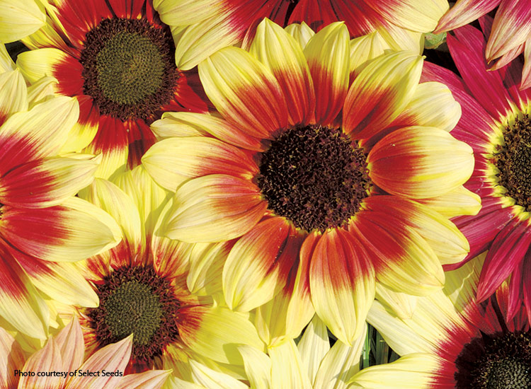 7-sunflower-varieties-for-your-garden-Magic-Roundabout:‘Magic Roundabout’ sunflowers are beautiful in garden bouquets.