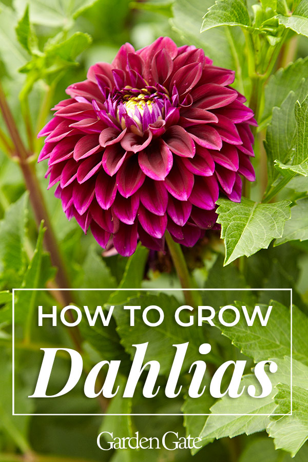How to Grow Dahlias Pinable graphic