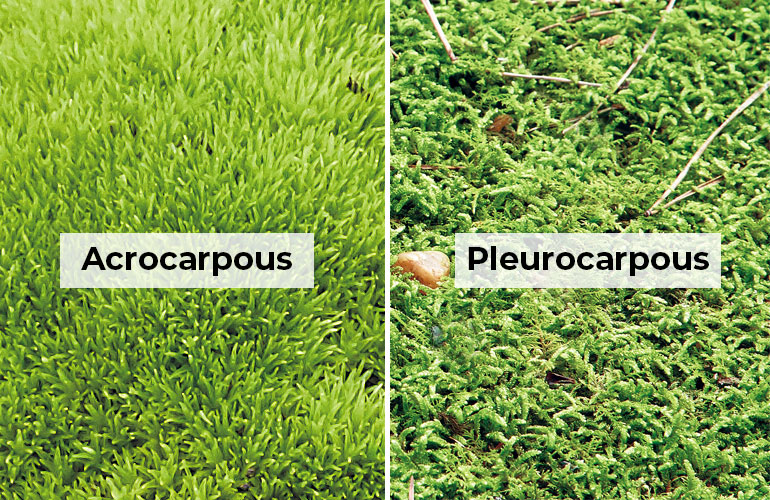 2-types-of-garden-moss: Acrocarpous mosses have a short upright growth habit, whereas pleurocarpous mosses have a branching growth habit.