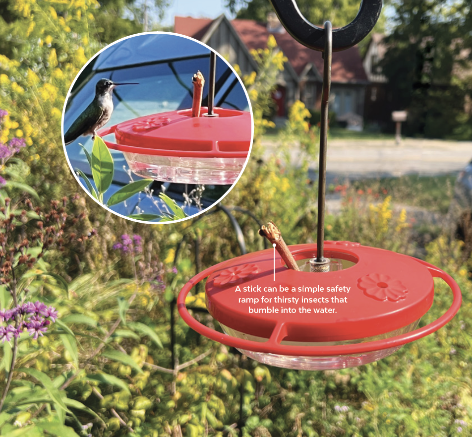 Hummingbird at feeder with stick: A stick can be a simple safety ramp for thirsty insects that bumble into the hummingbird feeder reservoir.