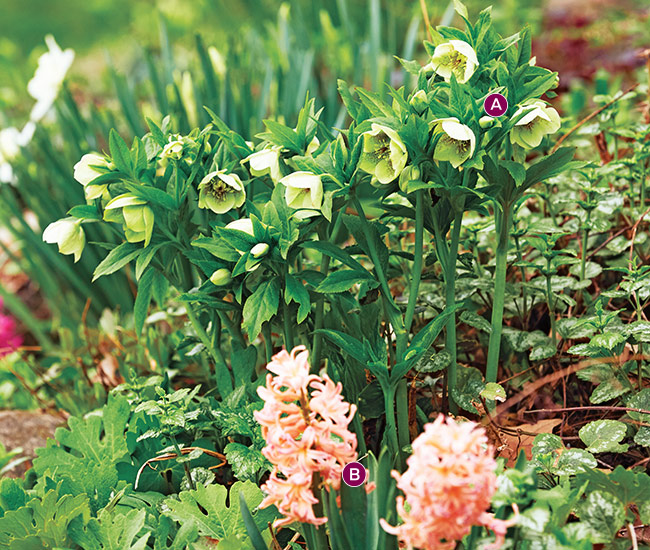 Hellebore spring combo: Tubular flowers and strappy leaves of hyacinth pair well with thick, evergreen foliage of hellebores and its roselike blossoms.