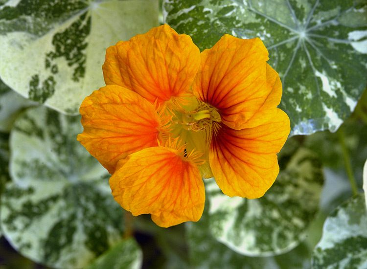 Alaska-nasturtium-flower-closeup: 'Alaska' Nasturtium is not only beautiful in the garden but you can eat the flowers and the leaves for a subtle peppery flavor to many dishes. 