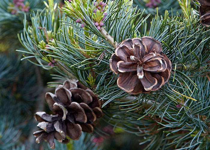 white pine evergreen containers: Eastern white pine makes a good evergreen for winter containers