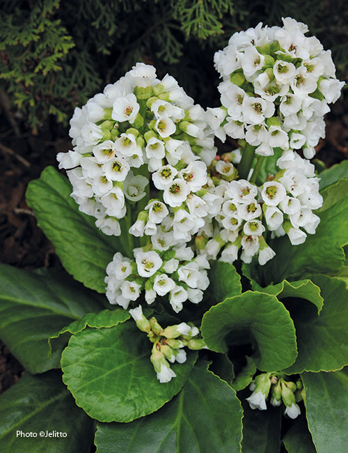 Bergenia-cordifolia Snowtime COPYRIGHT Jelitto: Brighten up a shady border with the white blooms of 'Snowtime' bergenia.

