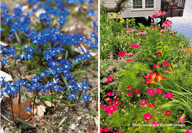 Rochelle Greayer plant spacing 6: Plants like siberian squill, coneflower and cosmos can be planted densely for a fuller look like you see above. 