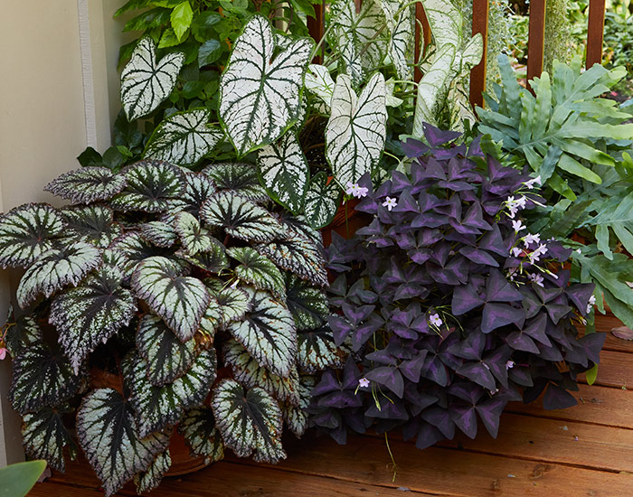 rex begonia with other shade loving plants on a patio: When you're growing rex begonias outdoors, be careful not to overwater.